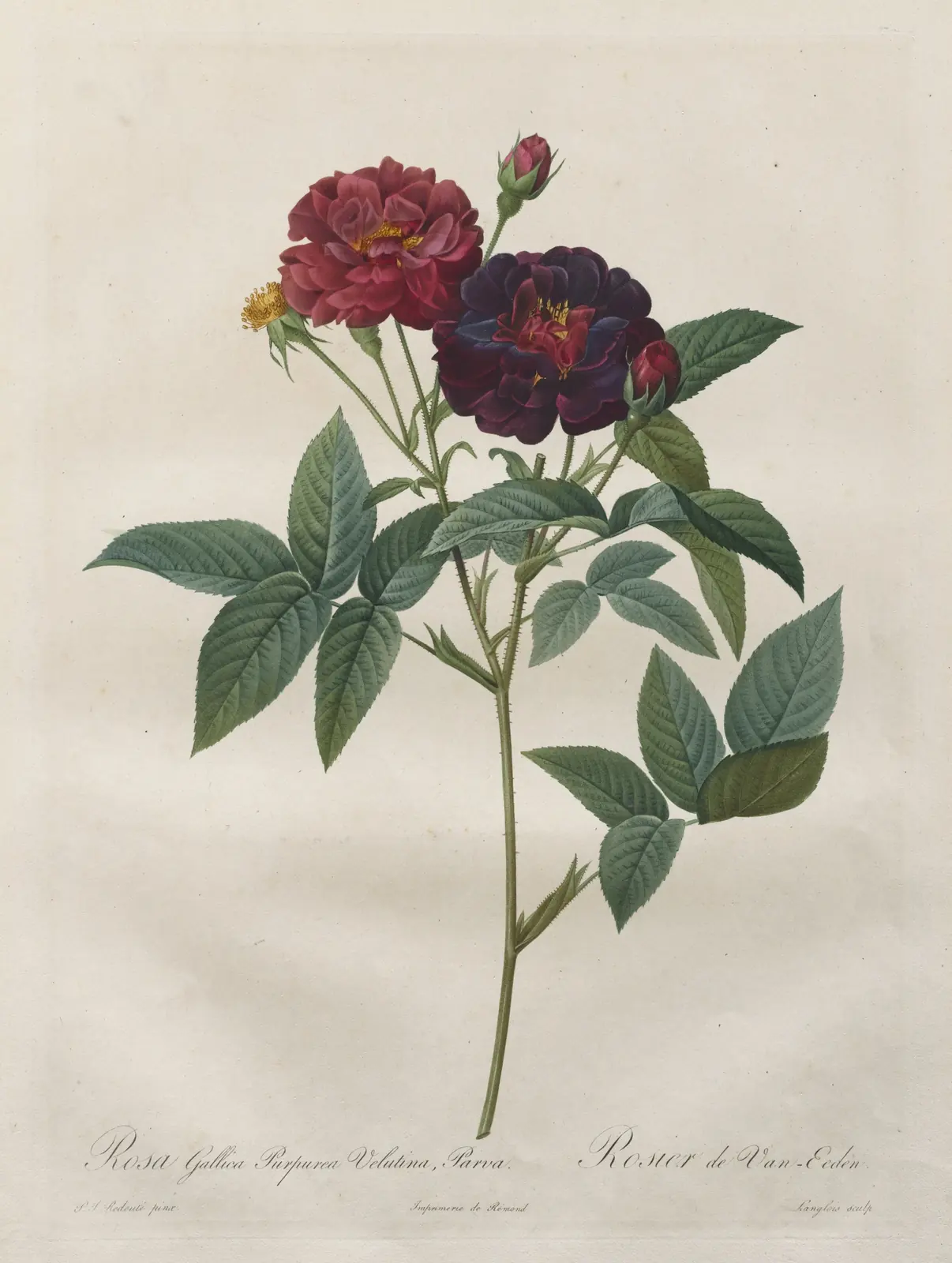 Design A: Rosa gallica purpurea velutina parva, from Les Roses, Pierre-Joseph Redouté
