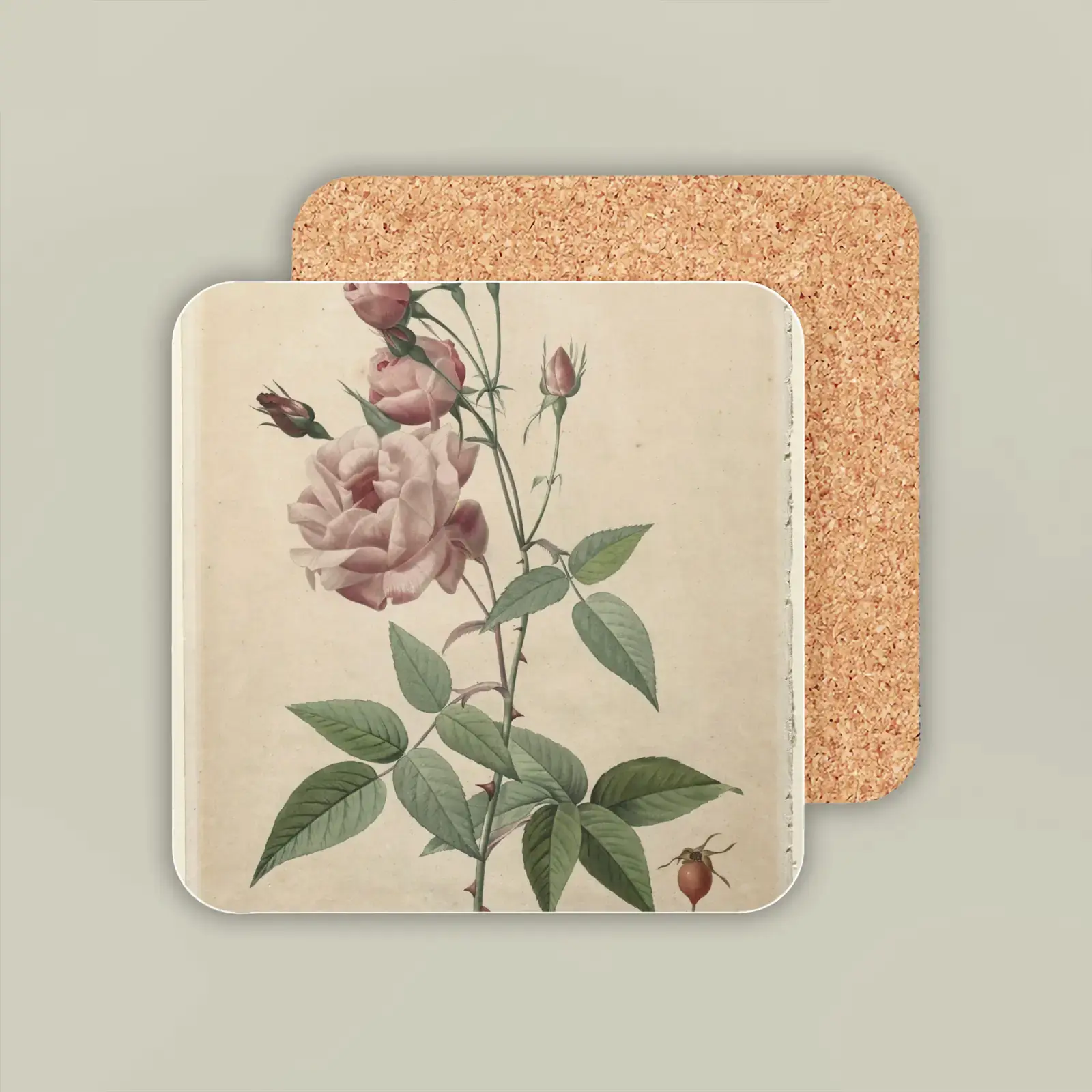 China or Bengal Rose, from Les Roses by Pierre-Joseph Redouté, printed on a coaster