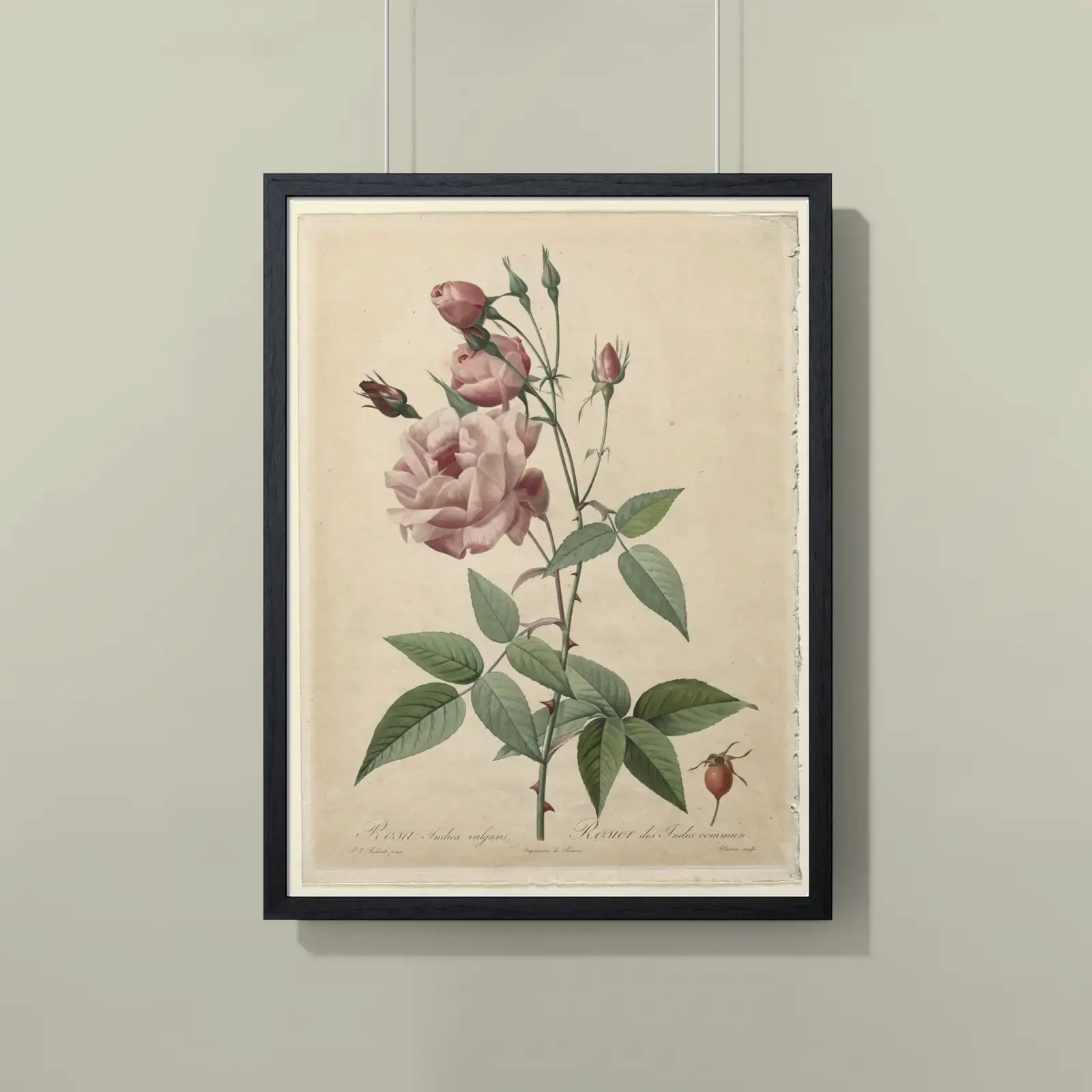 China or Bengal Rose, from Les Roses by Pierre-Joseph Redouté, printed on a framed poster