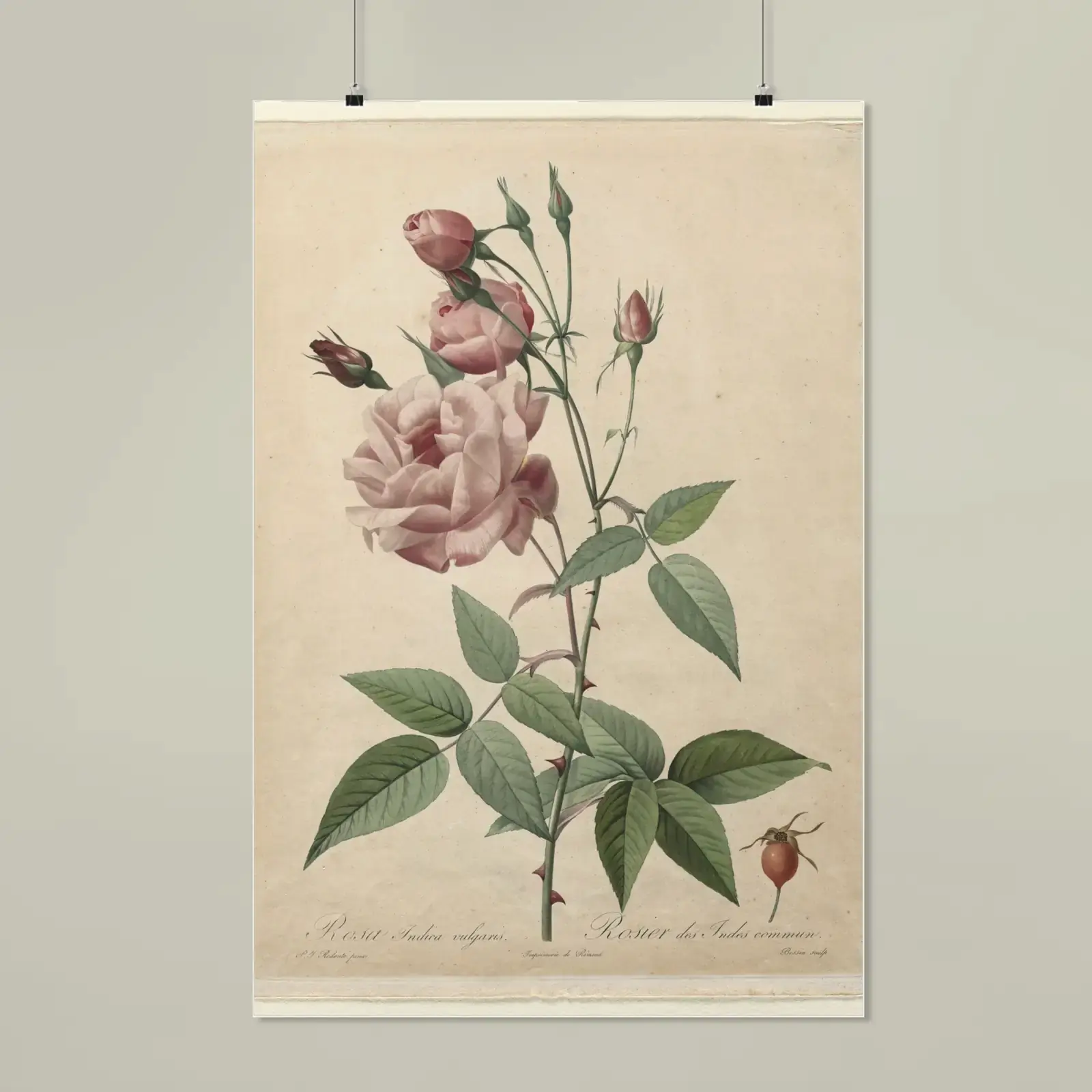 China or Bengal Rose, from Les Roses by Pierre-Joseph Redouté, printed on a matte poster