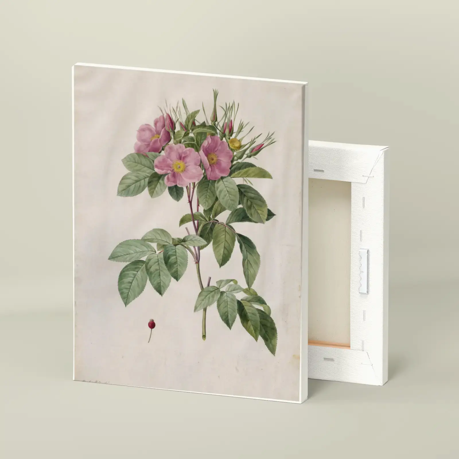 Pasture Rose (Rosa carolina corymbosa) by Pierre-Joseph Redouté, printed on a stretched canvas