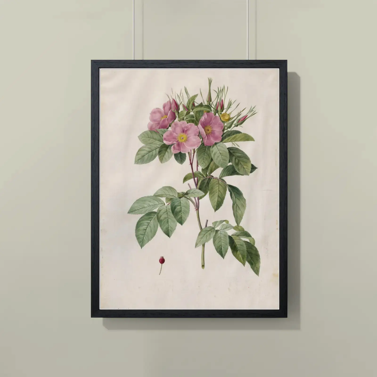 Pasture Rose (Rosa carolina corymbosa) by Pierre-Joseph Redouté, printed on a framed poster