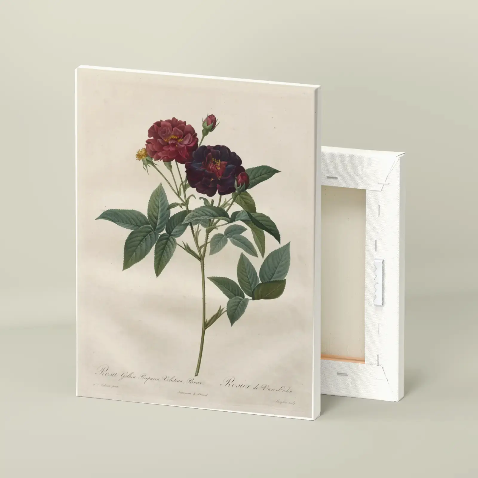 Rosa gallica purpurea velutina parva, from Les Roses by Pierre-Joseph Redouté, printed on a stretched canvas