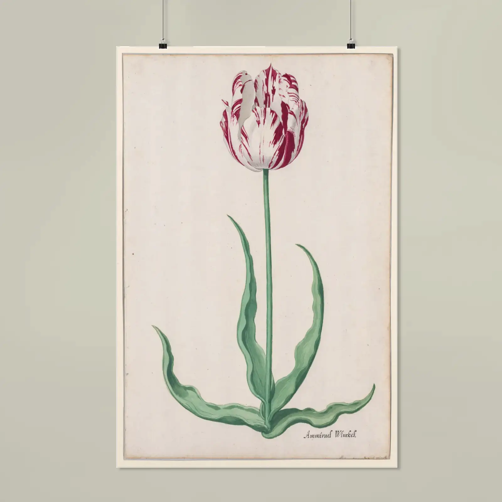 Study of a Tulip (Ammirael Winckel) by Pieter Holsteyn II, printed on a matte poster