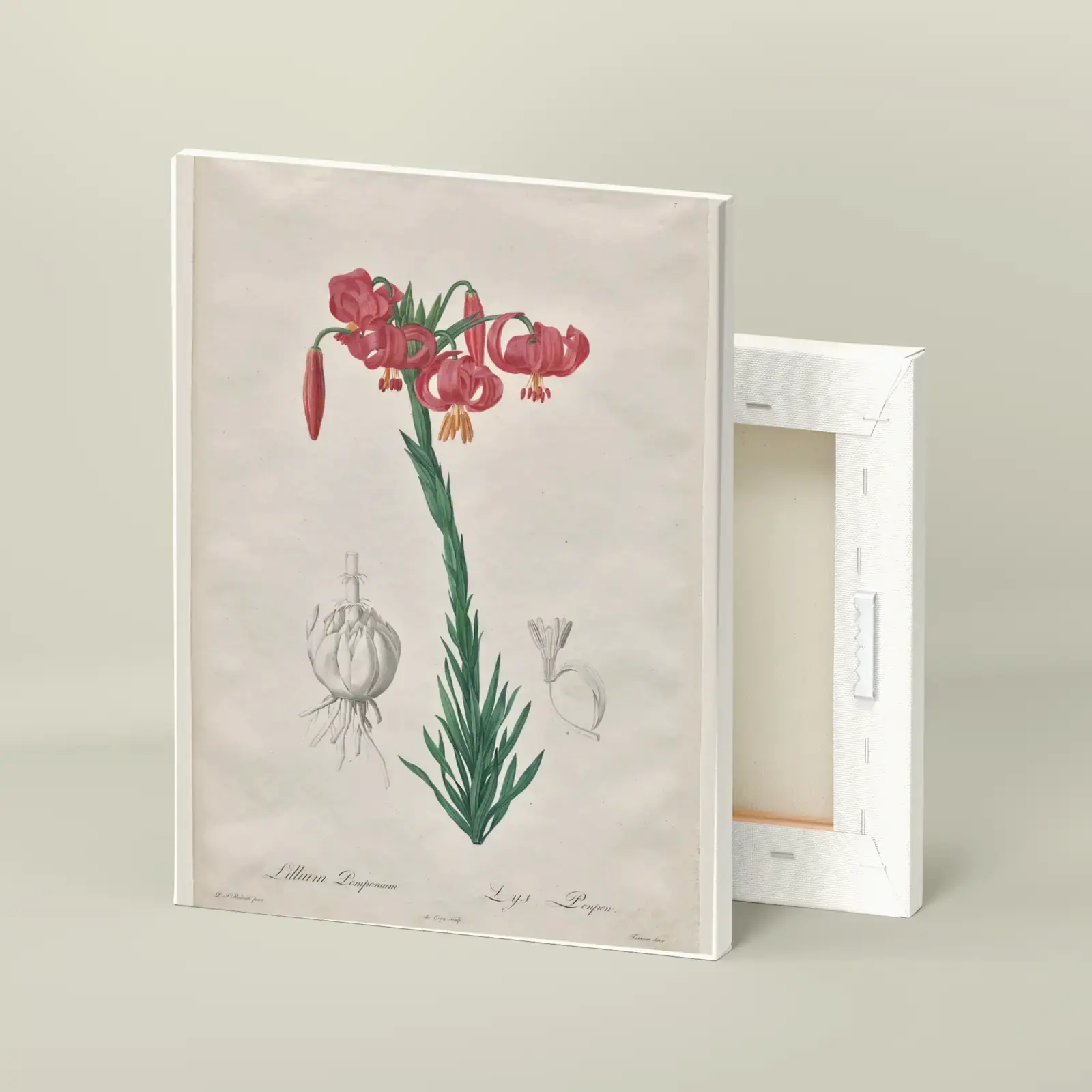 Turban Lily, from Les Liliacées by Pierre-Joseph Redouté, printed on a stretched canvas