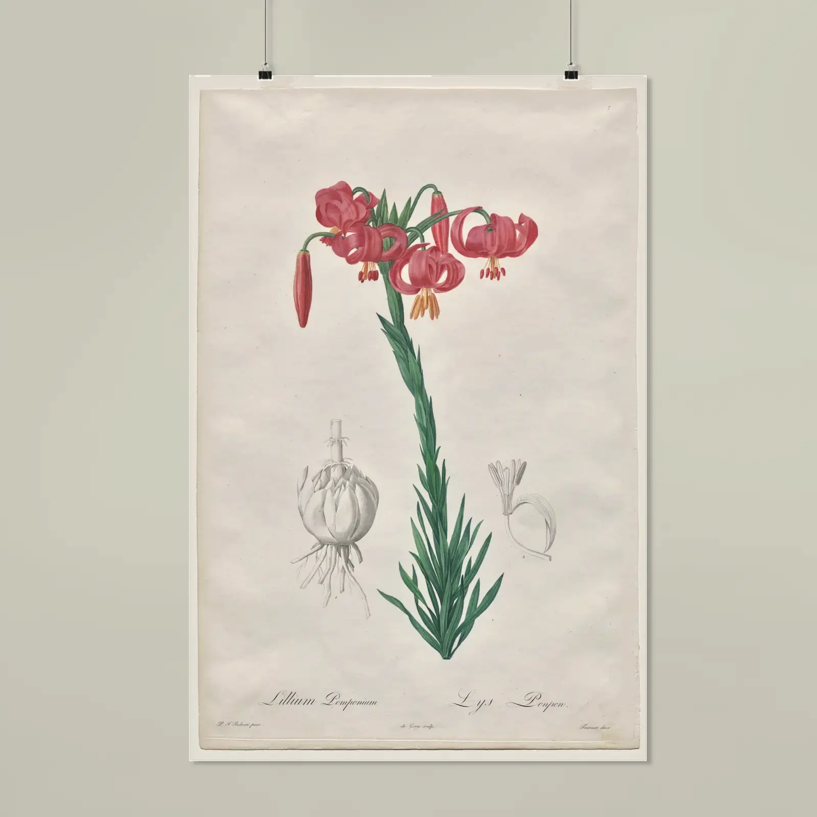 Turban Lily, from Les Liliacées by Pierre-Joseph Redouté, printed on a matte poster